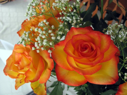 yellow and orange roses
